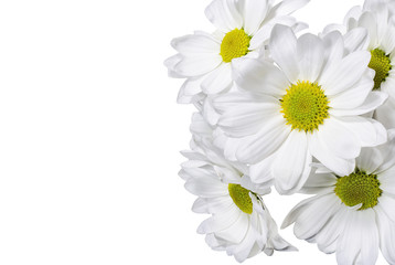 White chrysanthemum flowers on white background