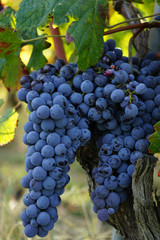 Fototapeta premium Vineyards around Barolo, Piedmont - Italy