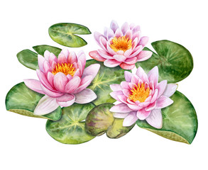 The lotuses. Water-lilies isolated on white background. Watercolor. Illustration