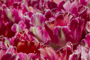 Fototapeta na wymiar Purple and White Tulips