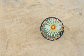 Fototapeta na wymiar Astrophytum asterias cactus with flower in pot on orange stone floor