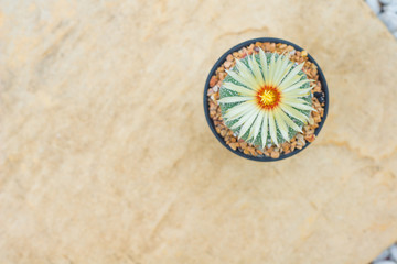 Fototapeta na wymiar Astrophytum asterias cactus with flower in pot on orange stone floor