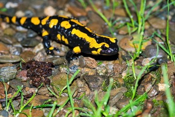Feuersalamander (Salamandra salamandra terrestris) kriecht über Boden mit Grashalmen und Steinen,...