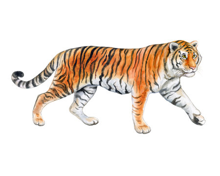Tiger isolated on white background. Watercolor. Illustration. Template. Handmade.