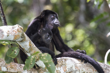 Howler Monkey Mother and Baby