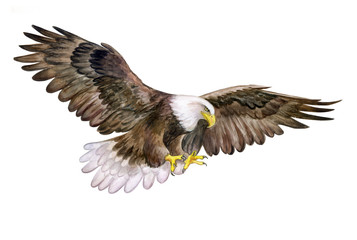 White head Eagle isolated on white background. Watercolor. Illustration. Bald Eagle Bird.