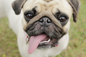 Obraz premium Pug