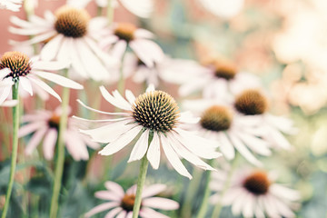 Echinacea Coneflower is a natural medical herb for health