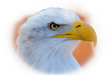 Portrait photo of bald eagle.