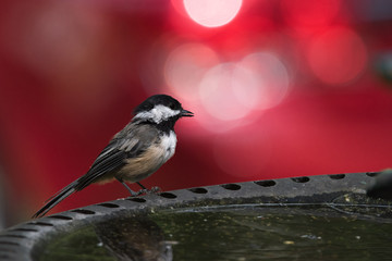 Chickadee