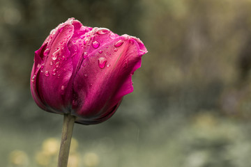 Obraz premium Tulpe im Regen