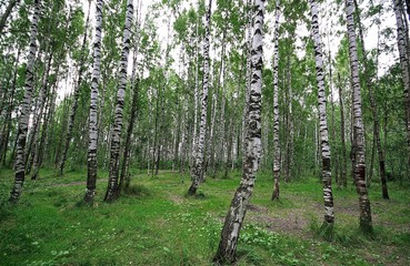 The birch forest