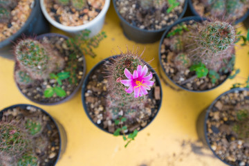 Pink cactus flower