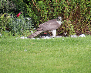 Sparrowhawk with pigeon