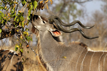 Kudu Antelope in Kruger National Park, South Africa