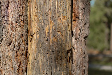 Obraz premium tree closeup 