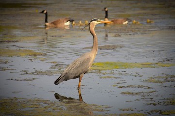 Great Blue Heron in the water