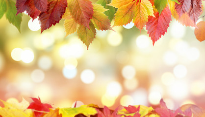 Naklejka na ściany i meble Die Schönheit des Herbstes. 