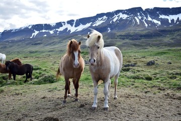 Zwei Islandpferde vor malerischer Kulisse
