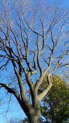 dry tree on blue sky background