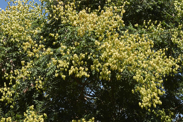 Obraz premium Koelreuteria paniculata