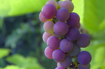 Grape brunch in vineyard.