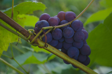 Grape brunch in vineyard.