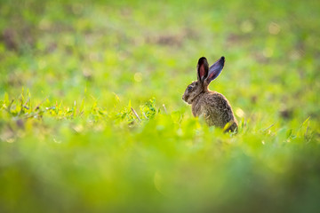 Rabbit sitting in grass