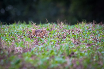 Obraz na płótnie Canvas Rabbit hiding in grass