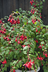 fuchsien