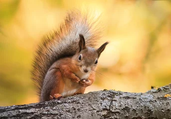Foto op Plexiglas schattige eekhoorn zit op een boom en ziet er belachelijk uit in het herfstpark © nataba