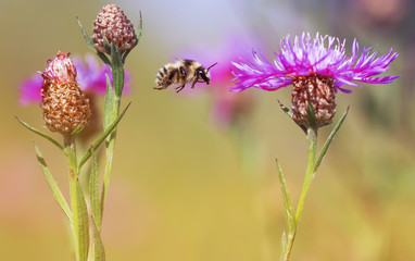 striped shaggy bumblebee flying around the flowers on a summer solar meadow