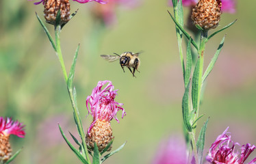  shaggy bumblebee flying around the flowers on a summer solar meadow