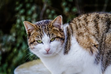 Naklejka premium chat