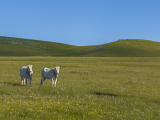 Obraz premium Two cows in a meadow looking at my lenses 