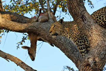 Fototapeta na wymiar A leopard eating an antelope on a tree, Kruger National Park, South Africa