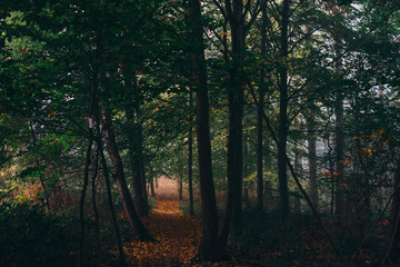 orange leaves in the wood