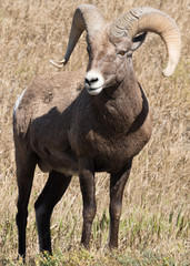 Bighorn Sheep