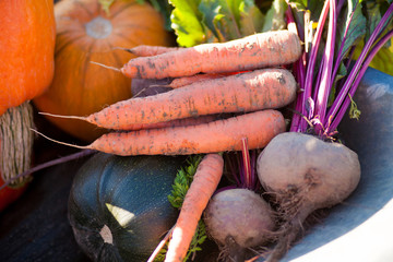 Freshly harvested different vegetables, autumn day.