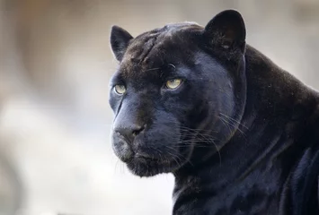 Foto auf Leinwand Panther. Der Moskauer Zoo. © Elena