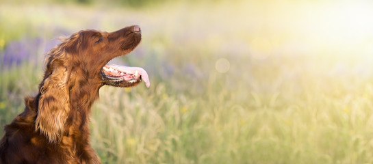 Panting Irish Setter dog in a hot Summer - web banner with copy space