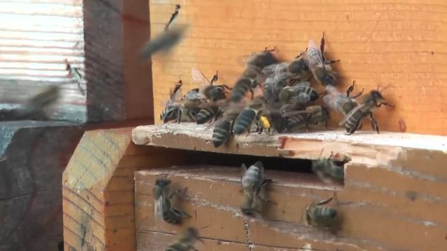 Hochbetrieb am Bienenstock