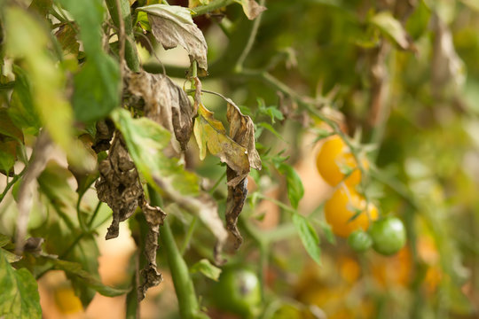 Diseases Of Tomato, Late Blight.