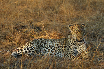 Portrait of a leopard (Panthera pardus), Kruger National Park, South Africa