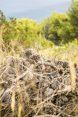 dry branch of pine