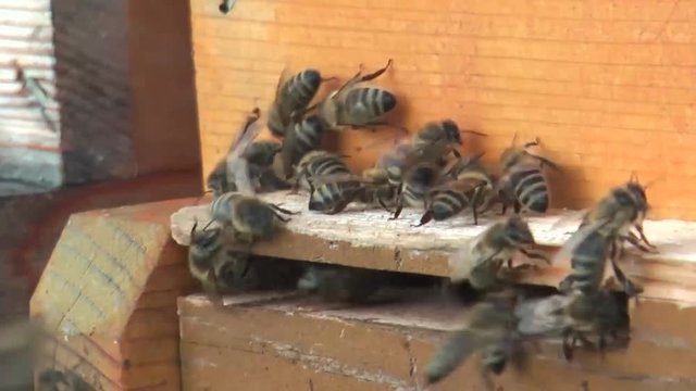 Hochbetrieb am Bienenstock