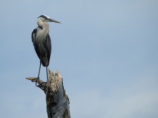 blue heron, heron, lake, bird, foul, animal, nature, great blue heron, round lake, NY