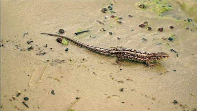 Lizard on the sandy bank of the river.