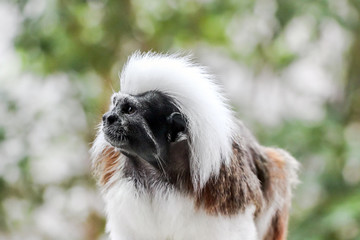 close up of Cotton-top tamarins monkey in forest