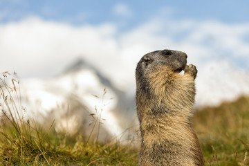 Murmeltier im Gebirge